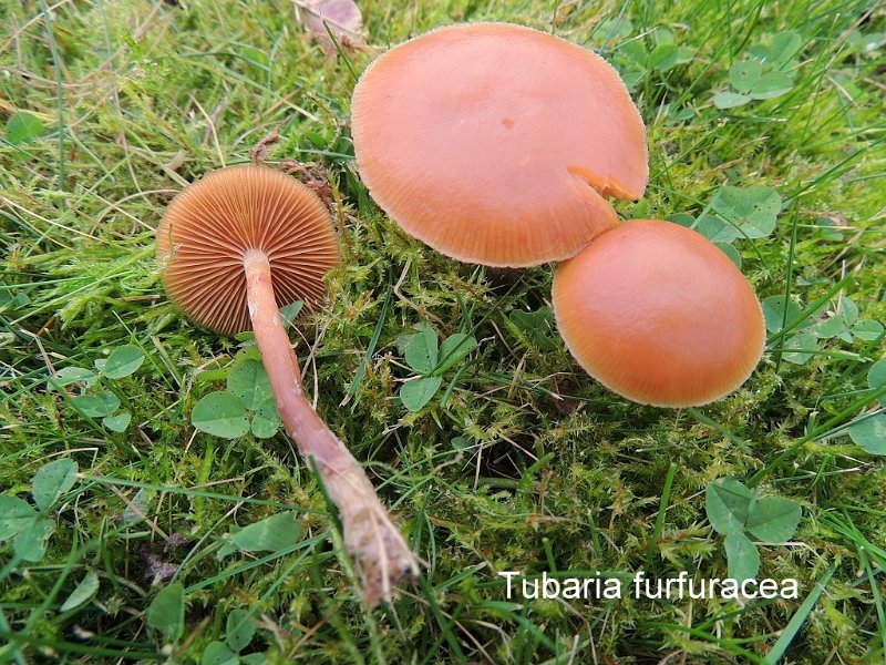 Tubaria furfuracea-amf1905.jpg